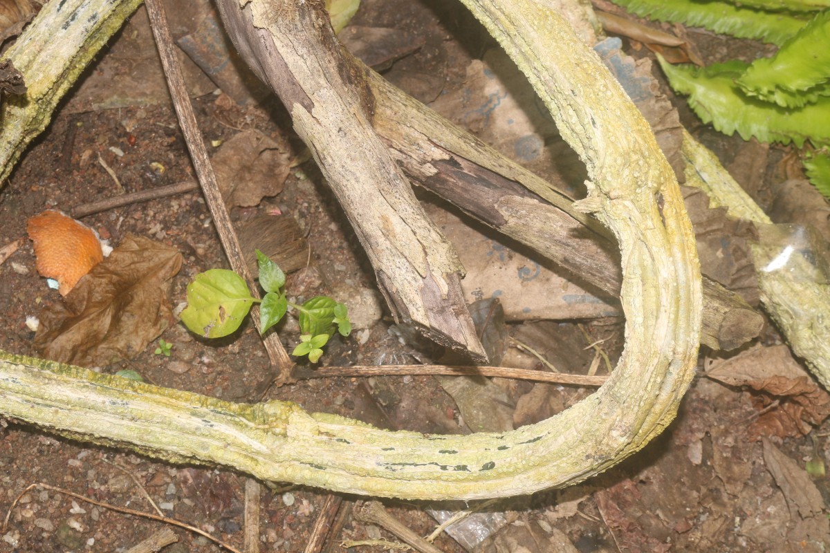 Benincasa hispida (Thunb.) Cogn.